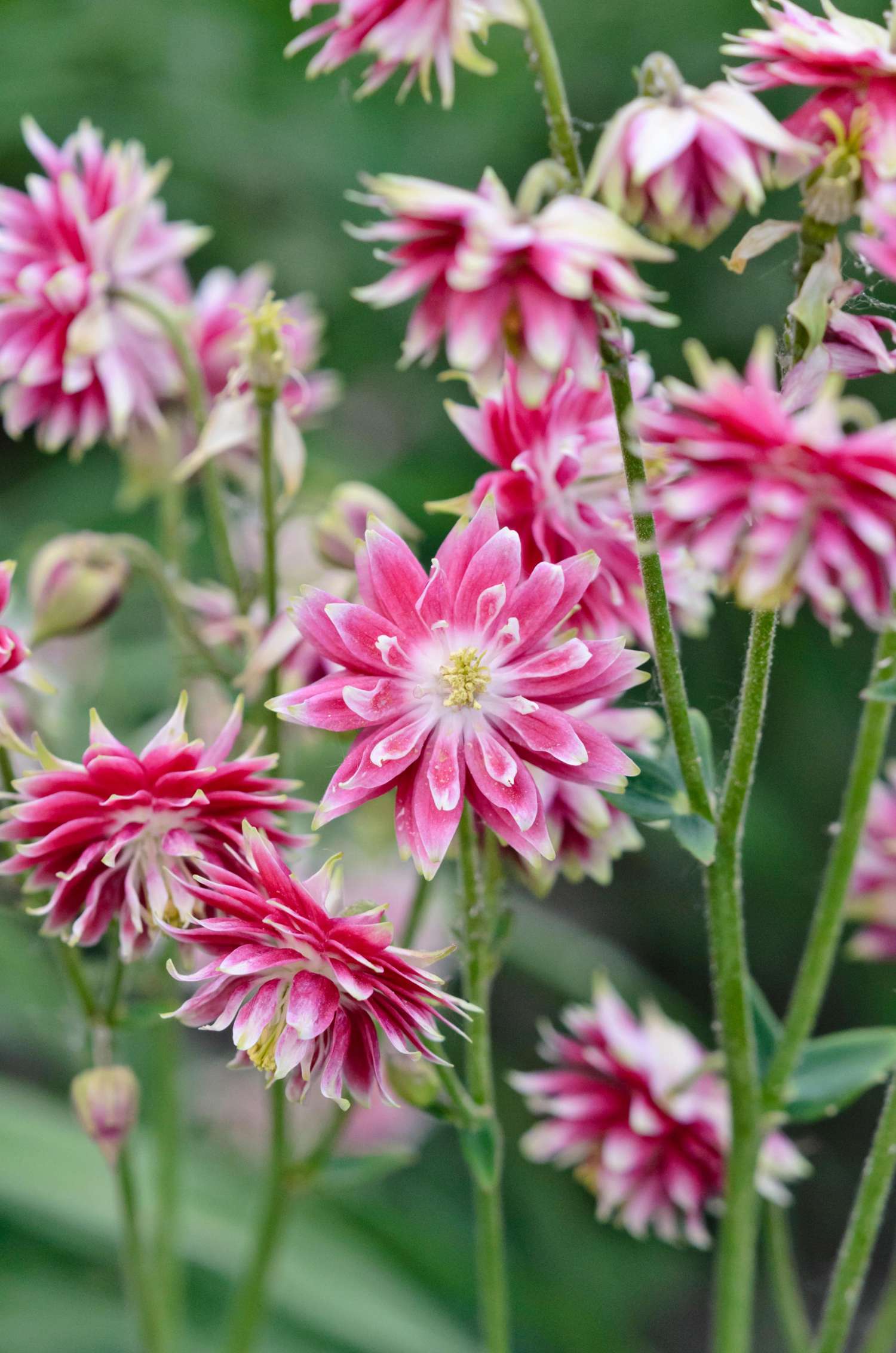 Akileija 'Nora Barlow'